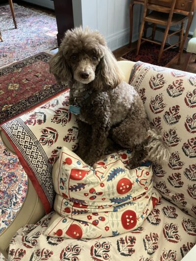 Villa La PAWS - Maple Shade, NJ
