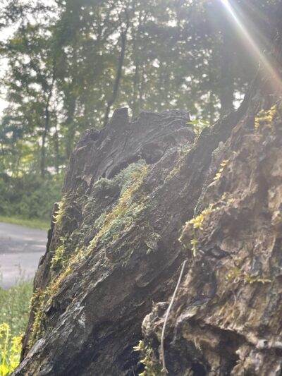 Maplesville Community Park - Maplesville, AL