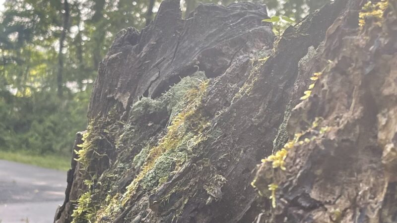 Maplesville Community Park - Maplesville, AL