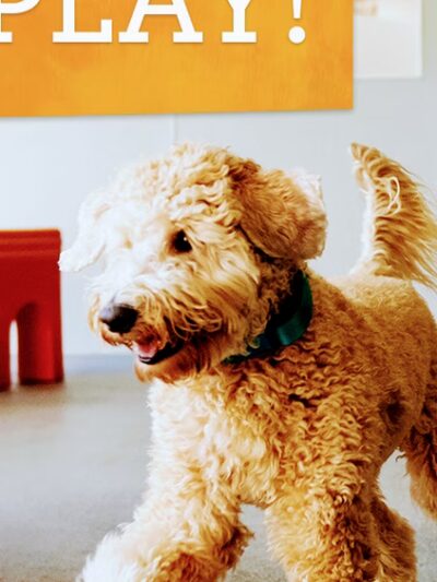 Dogtopia of Maplewood - Maplewood, MN