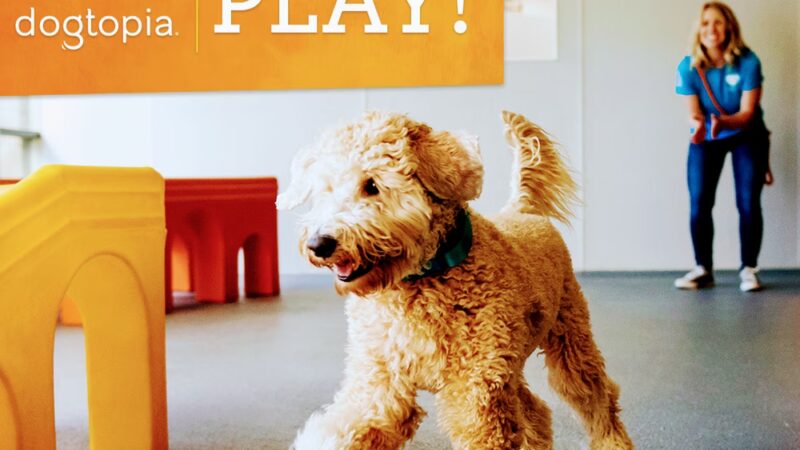 Dogtopia of Maplewood - Maplewood, MN