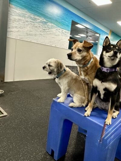 Dogtopia of Maplewood - Maplewood, MN