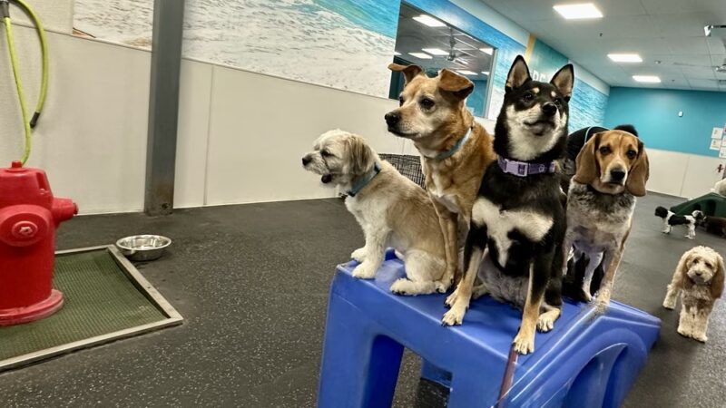 Dogtopia of Maplewood - Maplewood, MN