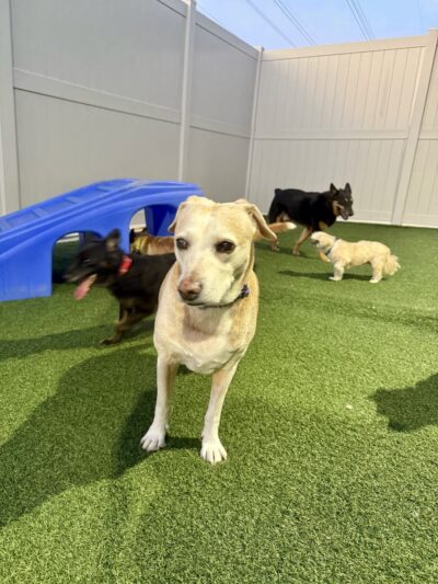 Dogtopia of Maplewood - Maplewood, MN