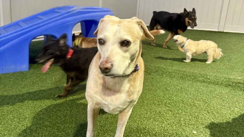 Dogtopia of Maplewood - Maplewood, MN