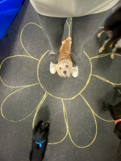 Dogtopia of Maplewood - Maplewood, MN