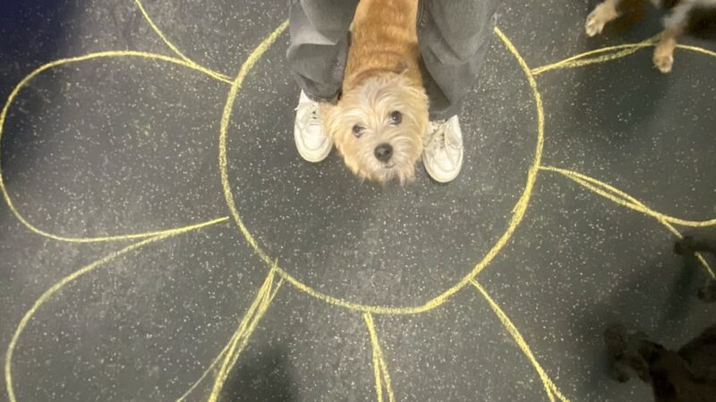 Dogtopia of Maplewood - Maplewood, MN