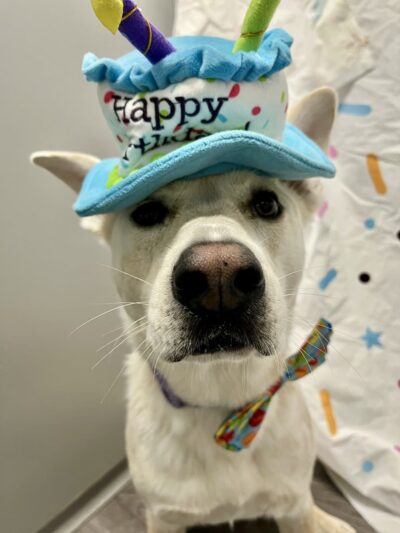 Dogtopia of Maplewood - Maplewood, MN