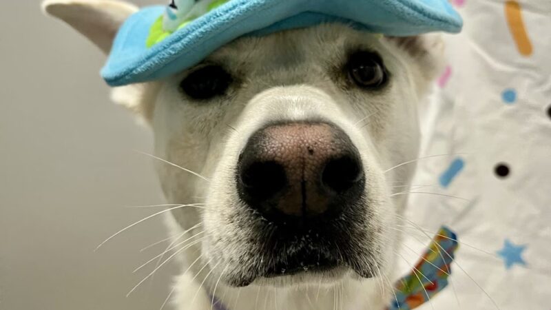 Dogtopia of Maplewood - Maplewood, MN