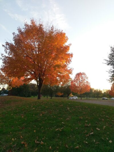 Harvest Park - Maplewood, MN