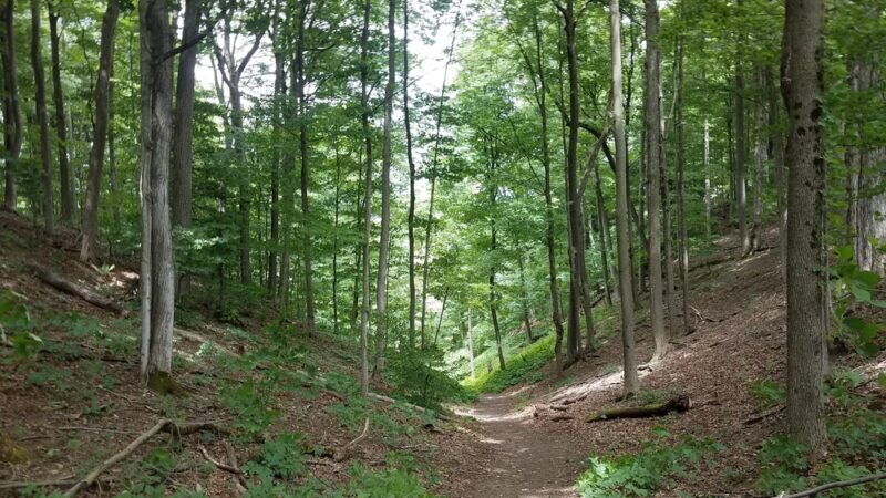 Baltimore Woods Nature Center - Marcellus, NY