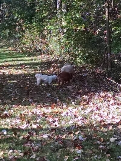 Canal Trail - Marcy, NY