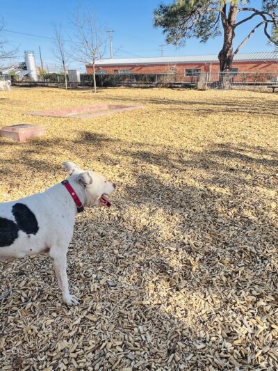 Marfa Dog Park - Marfa, TX