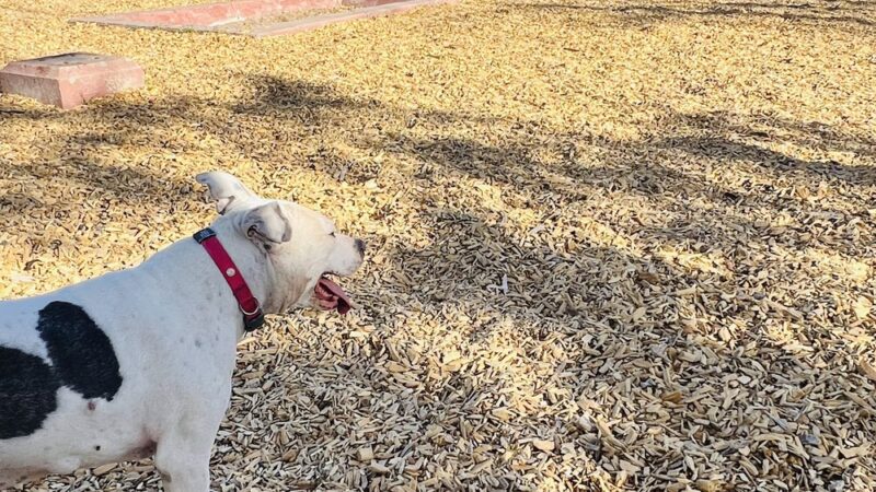 Marfa Dog Park - Marfa, TX