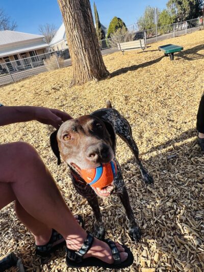Marfa Dog Park - Marfa, TX