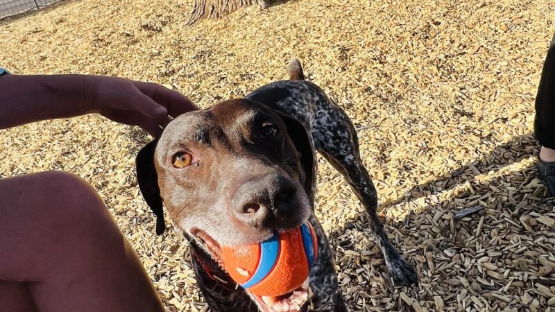 Marfa Dog Park - Marfa, TX