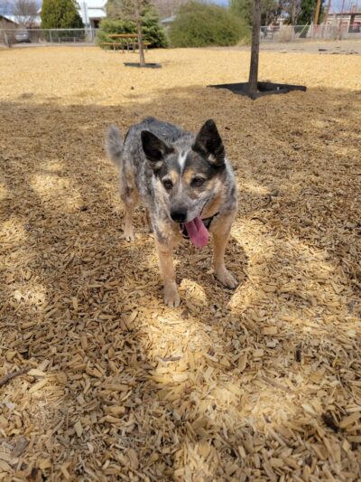 Marfa Dog Park - Marfa, TX