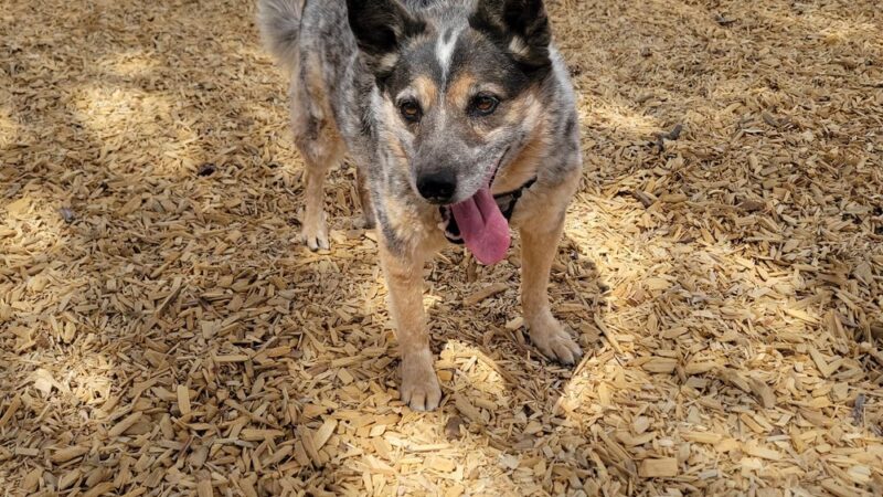Marfa Dog Park - Marfa, TX