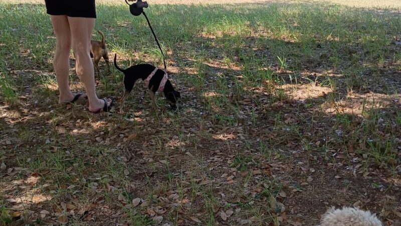 TA Dog Park - Marianna, FL