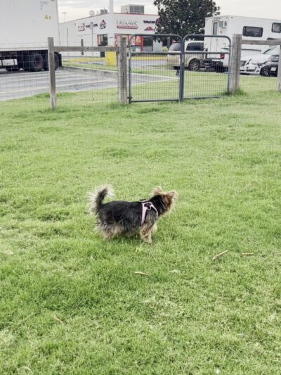 TA Dog Park - Marianna, FL