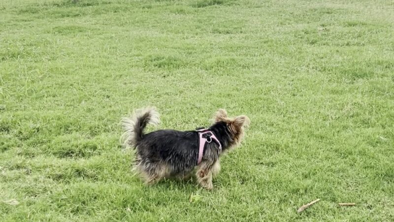 TA Dog Park - Marianna, FL