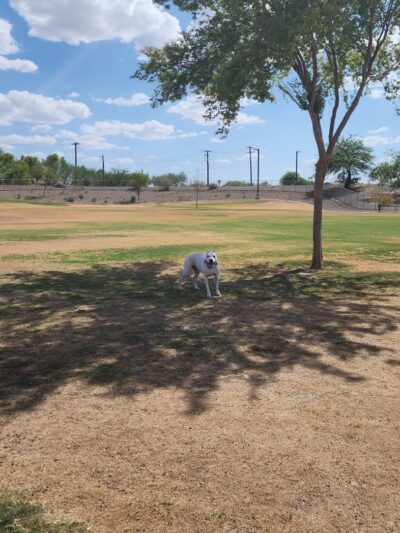 Copper Sky Park Dog Park - Maricopa, AZ