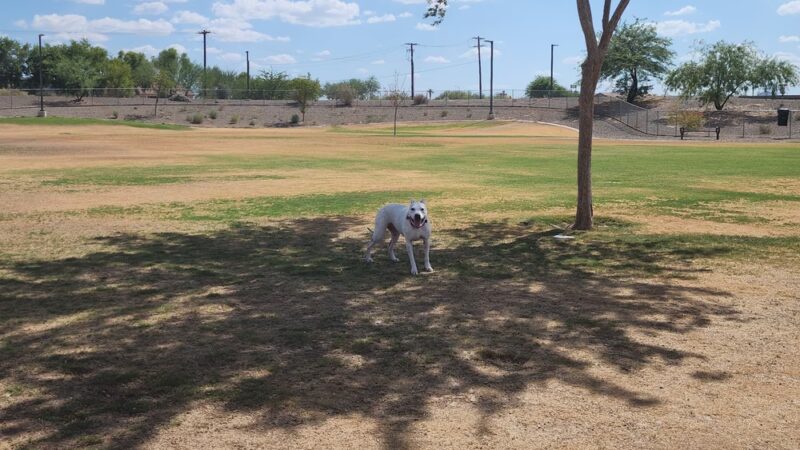 Copper Sky Park Dog Park - Maricopa, AZ