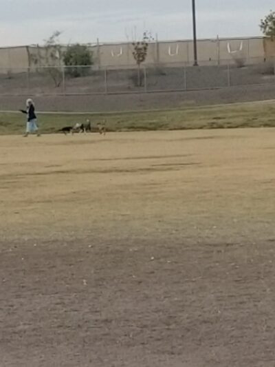 Copper Sky Park Dog Park - Maricopa, AZ