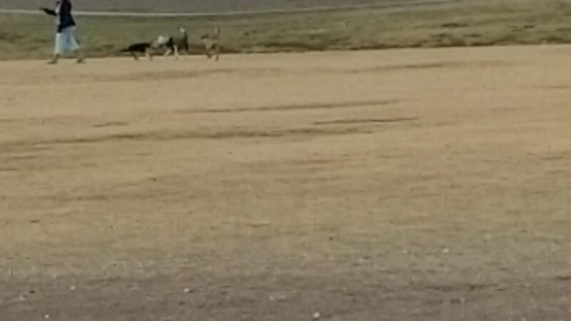Copper Sky Park Dog Park - Maricopa, AZ