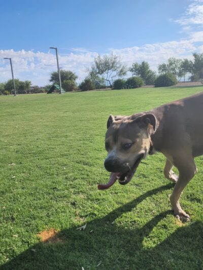 Copper Sky Park Dog Park - Maricopa, AZ