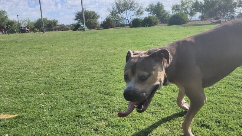 Copper Sky Park Dog Park - Maricopa, AZ