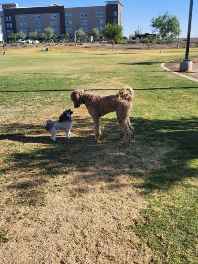 Copper Sky Park Dog Park - Maricopa, AZ
