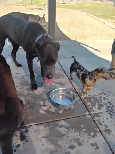 Copper Sky Park Dog Park - Maricopa, AZ