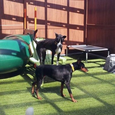 Haven, The Dog Spot - Marietta, GA