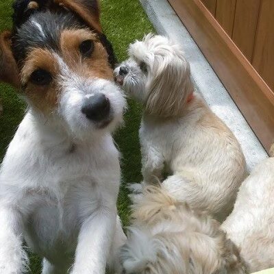 Haven, The Dog Spot - Marietta, GA