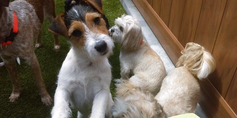 Haven, The Dog Spot - Marietta, GA