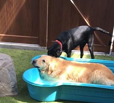 Haven, The Dog Spot - Marietta, GA