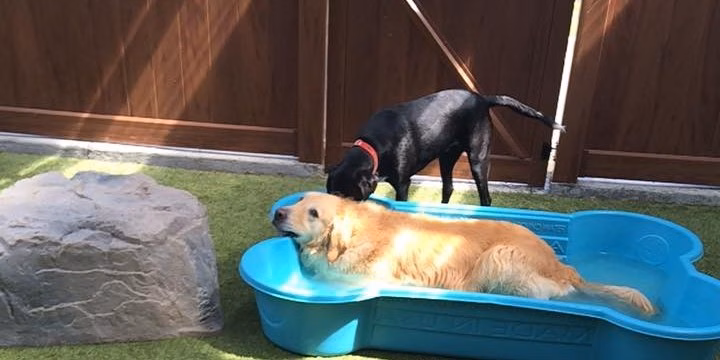 Haven, The Dog Spot - Marietta, GA