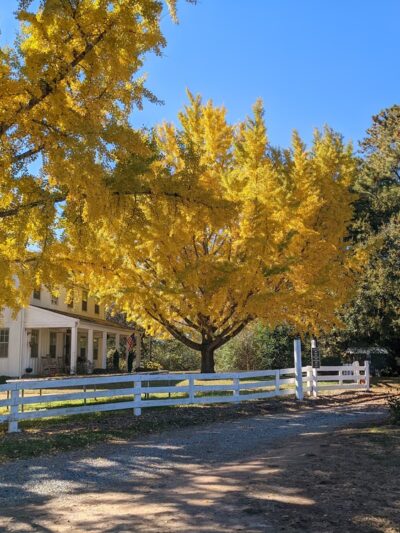 McFarlane Nature Park - Marietta, GA