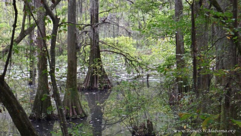 Perry Lakes Park - Marion, AL