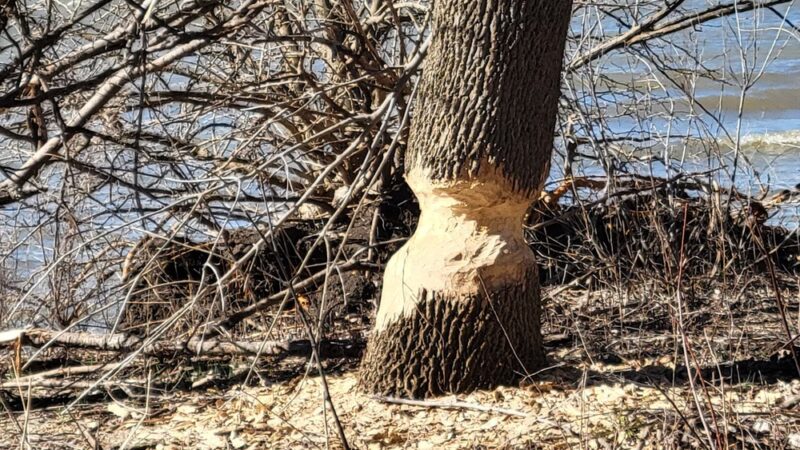 Willow Walk Trail - Marion, KS