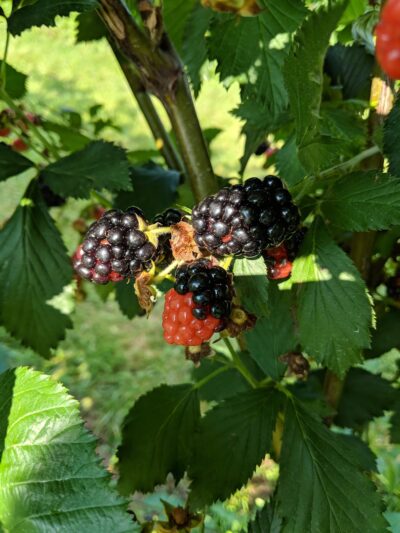 Green Truck Farm - Markham, VA