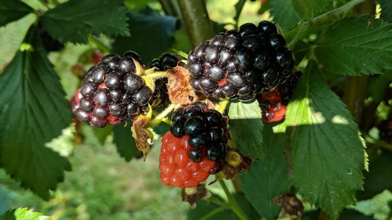 Green Truck Farm - Markham, VA