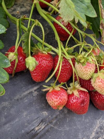 Green Truck Farm - Markham, VA