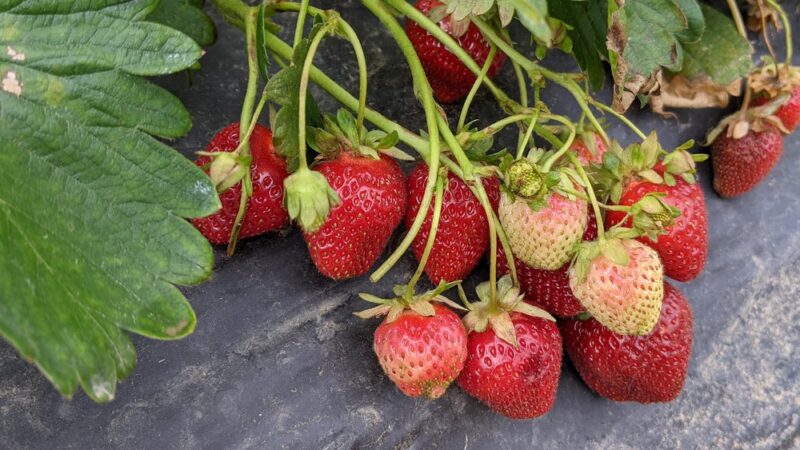 Green Truck Farm - Markham, VA