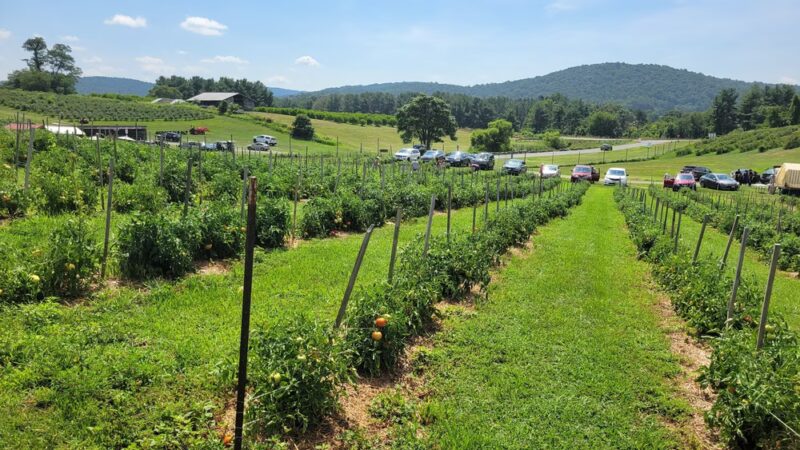 Green Truck Farm - Markham, VA