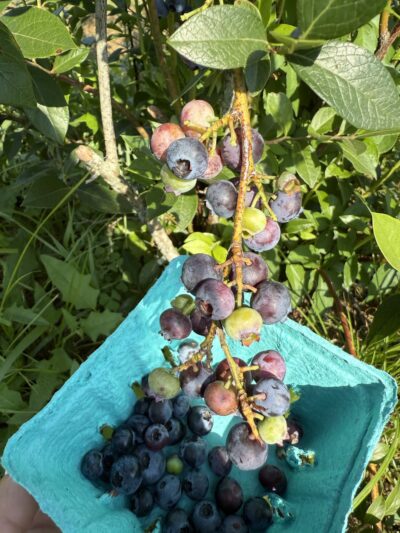 Green Truck Farm - Markham, VA