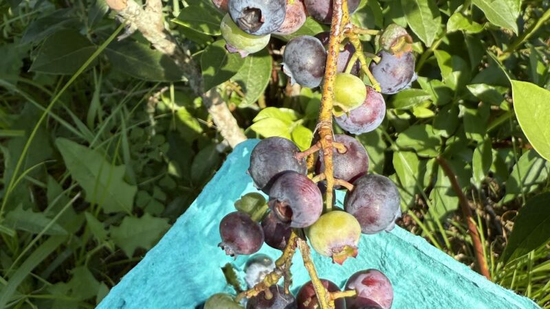 Green Truck Farm - Markham, VA