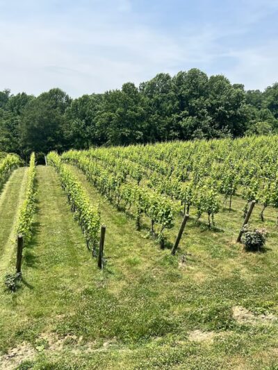 Naked Mountain Winery - Markham, VA