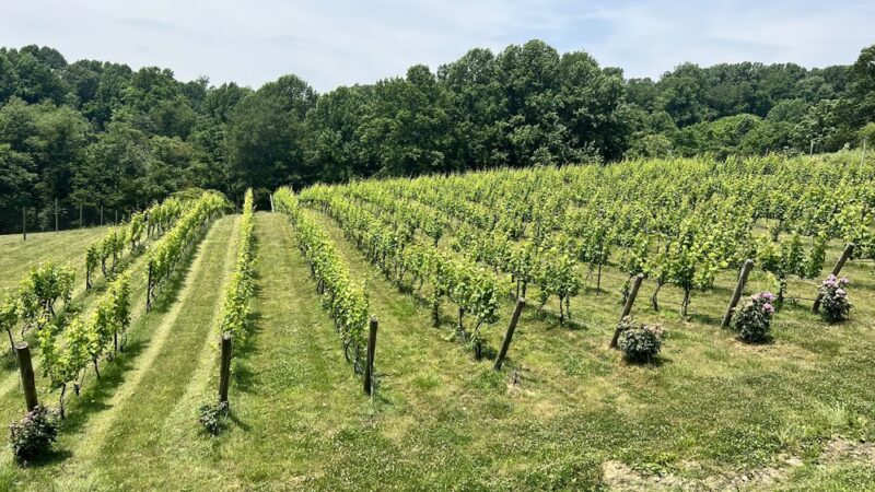 Naked Mountain Winery - Markham, VA